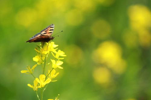 butterfly,flower