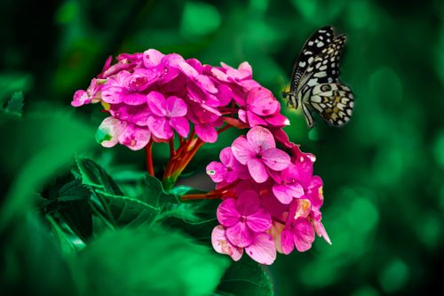 butterfly,flower,nature,photography