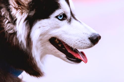 husky,beauty