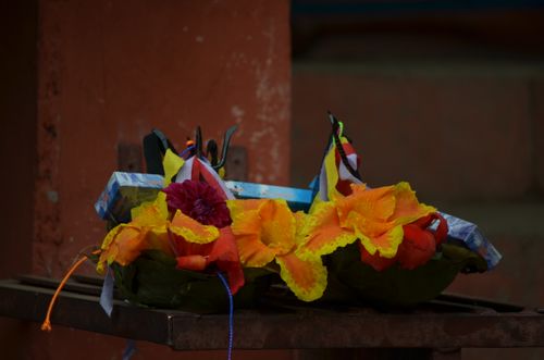 focused,flower,temple,nepal