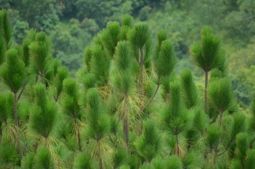 pine,trees,located,palpa,scenic,view,nepal