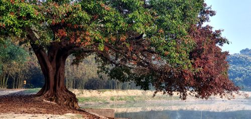 tree,colors,nature