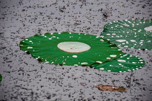 kind,lotus,flower,leaf,water,lake,kailali,nepal