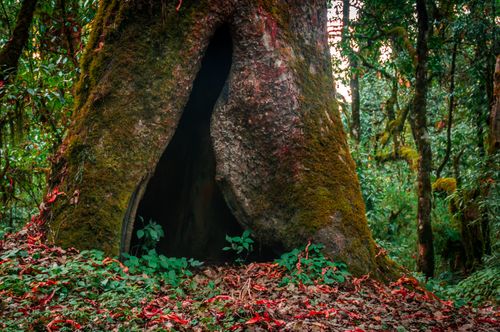 natural,caved,tree,shivapuri,nagarjun,national,park,nepal