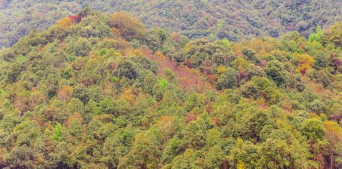 colorful,nature,shivapuri,national,park,kathmandu,nepa