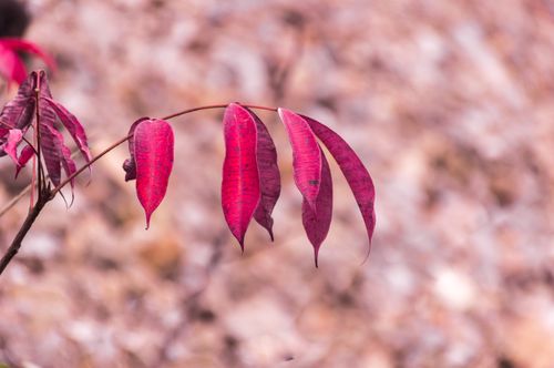 red,leaf,nature,shivapuri,national,park,nepal