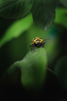 ladybug,insect#sms,photography