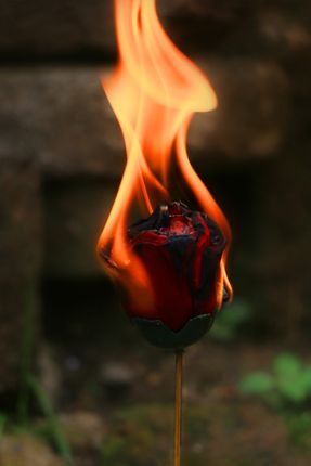 burning,red,plastic,rose,sms,photography