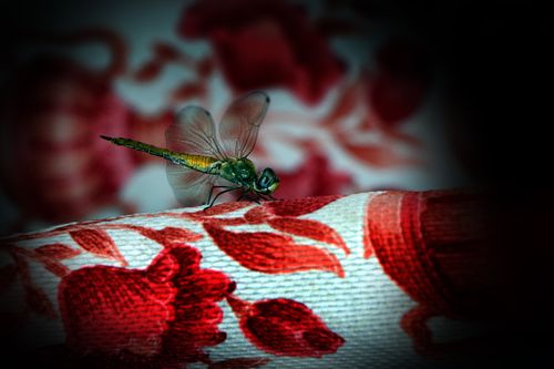 dragonfly,#insect#,sms,photography