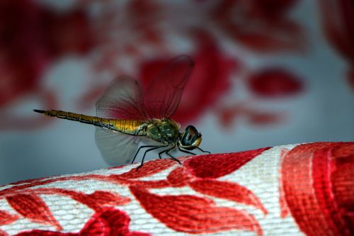 dragonfly,#insect#,sms,photography