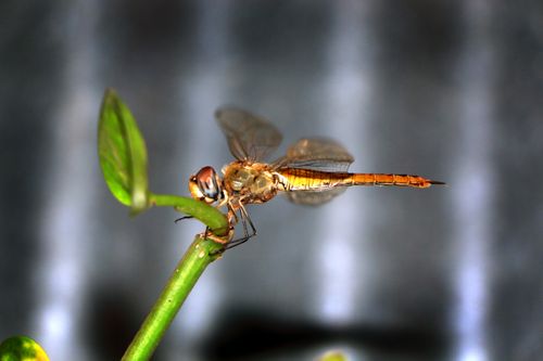 dragonfly,insect#,sms,photography