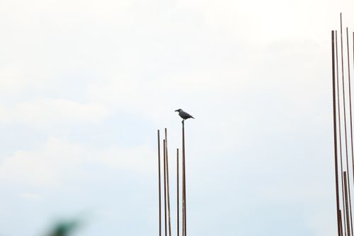 lonely,crow,white,background