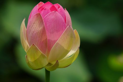 portrait,pink,waterlily