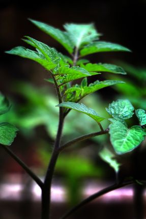 tomato,plant,image,sita,maya,shrestha