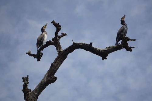 cormorants,chitwan,national,park