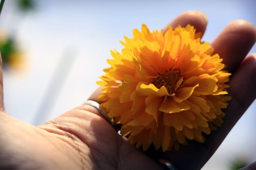 hand,holding#,yellow,colour#,flower#,image,sita,maya,shrestha,photography