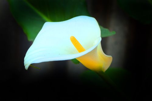 calla,lily,flower,nepal,photography,sita,maya,shrestha