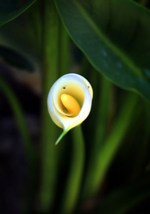 calla,lily,flower#,image#,photography,sita,maya,shrestha