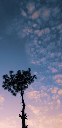 minimalistic,picture,tree,beautiful,sky
