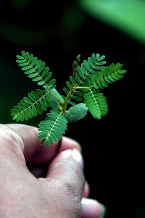 green,leaf,plant,photography,stock,image,nepal,sita,maya,shrestha