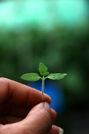 tomato,seed,photography,stock,image,nepal,sita,maya,shrestha