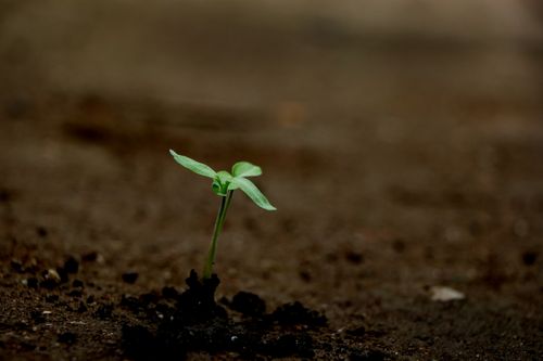 tomato,seed,photography,stock,image,nepal,sita,maya,shrestha