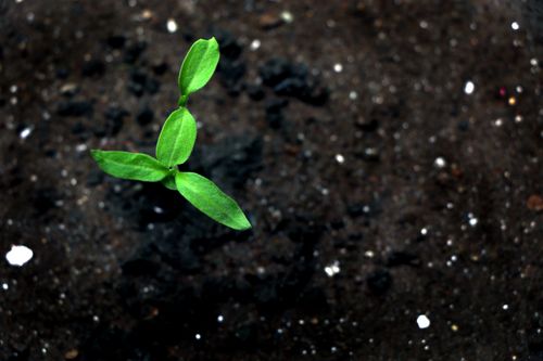 tomato,seed,photography,stock,image,nepal,sita,maya,shrestha