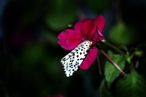 gypsy,moth#,macro,photography#,stock,image,nepal,photography,sita,maya,shrestha