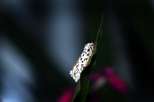 gypsy,moth#,macro,photography#,stock,image,nepal,photography,sita,maya,shrestha