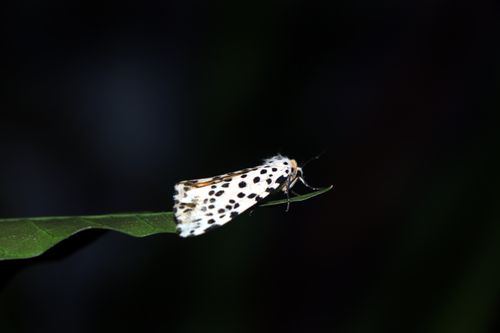 gypsy,moth#,macro,photography#,stock,image,nepal,photography,sita,maya,shrestha