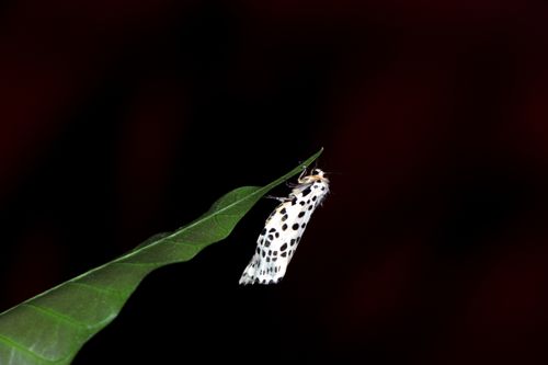 gypsy,moth#,macro,photography#,stock,image,nepal,photography,sita,maya,shrestha