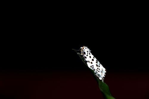 gypsy,moth#,macro,photography#,stock,image,nepal,photography,sita,maya,shrestha