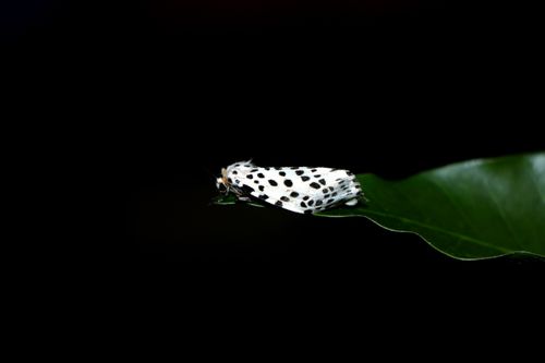 gypsy,moth#,macro,photography#,stock,image,nepal,photography,sita,maya,shrestha