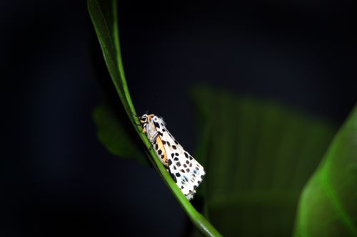 gypsy,moth#,macro,photography#,stock,image,nepal,photography,sita,maya,shrestha