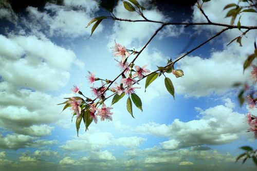 payor-tree,flower#,stock,image,nepal,photoraphy,sita,maya,shrestha