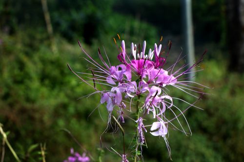 autumn,flowers,garden,nepal#stock,image,nepal,photography,bysitamayashrestha