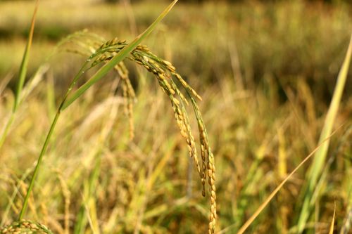 rice,plant,field,sindhupalchok,bigal#stockimage,#nepalphotographybysitamayashrestha