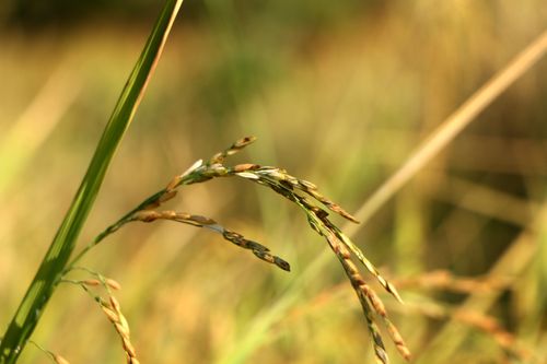 rice,plant,field,sindhupalchok,bigal#stockimage,#nepalphotographybysitamayashrestha