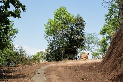 single,tree,shreenagar,tansen,palpa,nepal