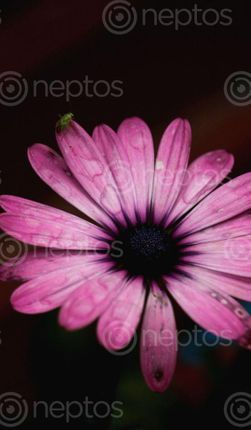 Find  the Image green,bug,pink,flower  and other Royalty Free Stock Images of Nepal in the Neptos collection.