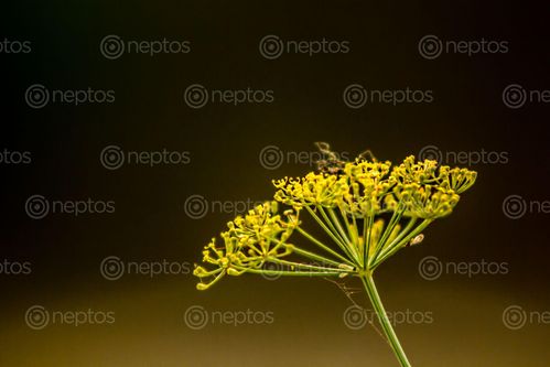 Find  the Image small,single,plant  and other Royalty Free Stock Images of Nepal in the Neptos collection.