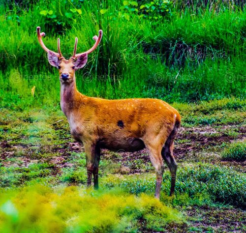 Find  the Image swamp,deer,clicked,bardia,national,park  and other Royalty Free Stock Images of Nepal in the Neptos collection.