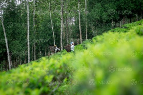 Find  the Image women,picking,unprocessed,tea,garden  and other Royalty Free Stock Images of Nepal in the Neptos collection.