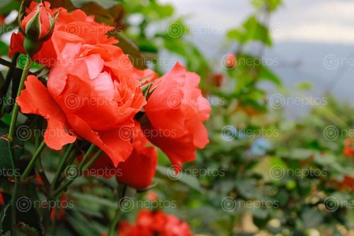 Find  the Image roses,red,sky,blue,love,picture,true😂  and other Royalty Free Stock Images of Nepal in the Neptos collection.