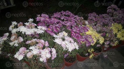 Find  the Image colorful,flowers,flowerpot  and other Royalty Free Stock Images of Nepal in the Neptos collection.