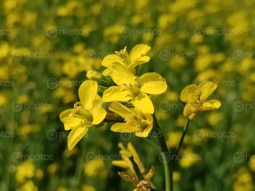 Find  the Image Chitwan, Flowers  and other Royalty Free Stock Images of Nepal in the Neptos collection.