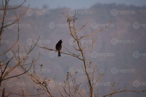 Find  the Image manthali,ramechhap,jureli  and other Royalty Free Stock Images of Nepal in the Neptos collection.