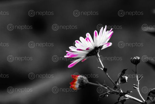 Find  the Image flowers,flower  and other Royalty Free Stock Images of Nepal in the Neptos collection.