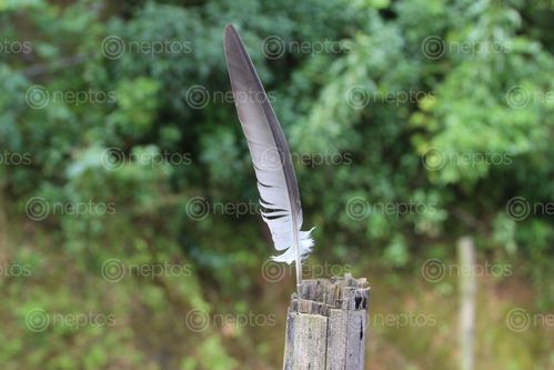 Find  the Image feather,high,focus  and other Royalty Free Stock Images of Nepal in the Neptos collection.