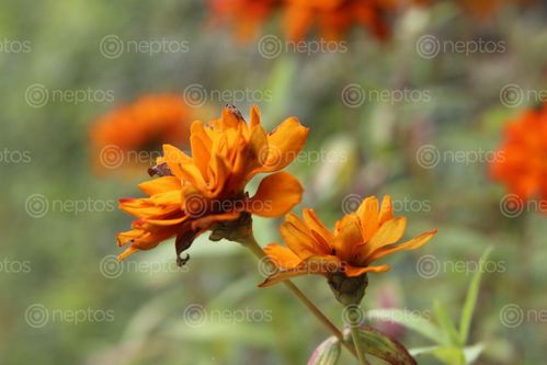 Find  the Image flower,fades  and other Royalty Free Stock Images of Nepal in the Neptos collection.